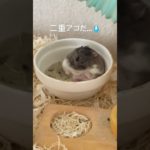 二重アゴ🐹　#ロボロフスキーハムスター #ハムスター #ペット #かわいい #kawaii #shorts #short