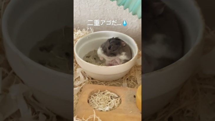 二重アゴ🐹　#ロボロフスキーハムスター #ハムスター #ペット #かわいい #kawaii #shorts #short