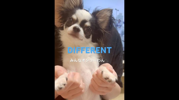 ディファレントすいちゃん#チワワ #ペット#le_sserafim #shorts