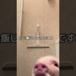 ご飯じゃなくてお風呂なの🛁😂 #micropig #pig #ペットのいる生活 #癒し #マイクロブタ #かわいい #piggy #animals #可愛い #shorts