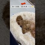 爆睡#マルプー #犬 #トイプードル #マルチーズ #ペット #ペット動画 #睡眠 #からあげ #ミックス犬 #雑種犬 #おすすめ #犬のいる暮らし #music #hiphop #rap #かわいい