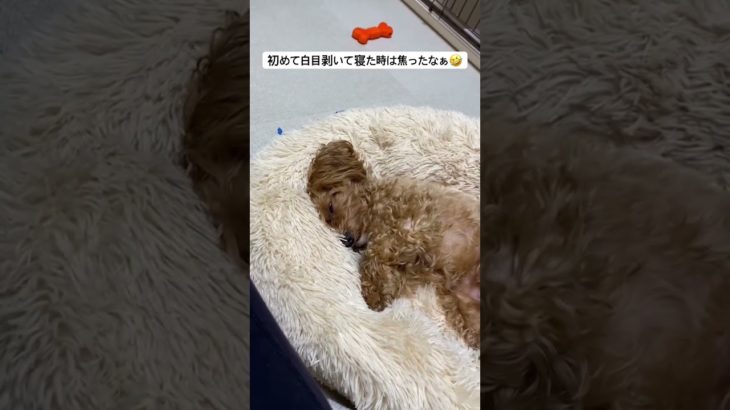 爆睡#マルプー #犬 #トイプードル #マルチーズ #ペット #ペット動画 #睡眠 #からあげ #ミックス犬 #雑種犬 #おすすめ #犬のいる暮らし #music #hiphop #rap #かわいい