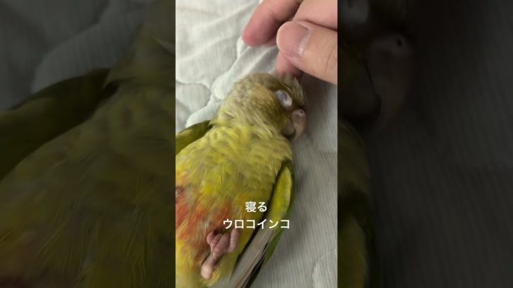 寝る#ウロコインコ #インコ #癒し #parrot #birds #かわいい #可愛い #ペット