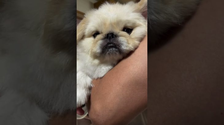ミルクベア🐻‍❄️#ペキニーズ #ペット #いぬ #pekingese