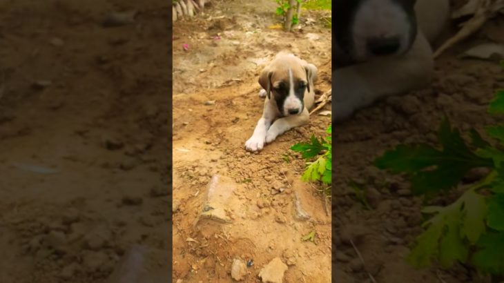 pet dog 🐕 #petlover #dog #puppy #doglove #bullie #ytshorts #shortvideo #dogshorts