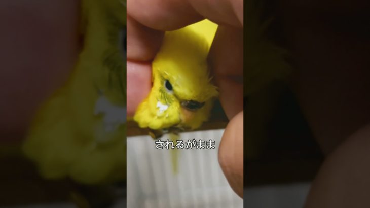 されるがまま⁈#インコ #セキセイインコ #かわいい #癒し #ペットのいる暮らし #鳥好きさんと繋がりたい #インコのいる生活 #petbird #今日のインコ #もふもふ