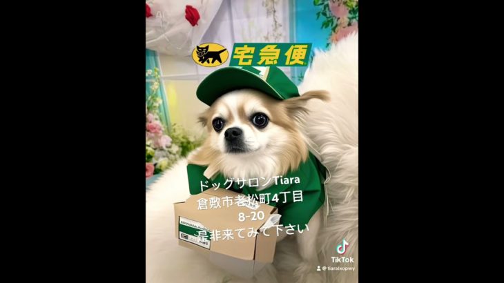 #いぬのいる生活 #チワワ #ペットサロン #可愛い #倉敷市 #犬のいる生活 #pets #犬#いぬ #いぬすたぐらむ #いぬのきもち #犬のいる暮らし #犬動画 #犬との暮らし #犬好き