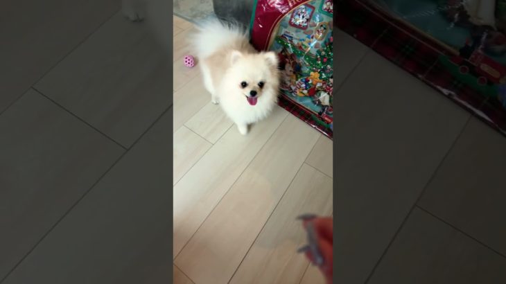 おやつキャッチの練習をするポメラニアン #ポメラニアン #犬 #pomeranian #癒し #ペット #dog #pets