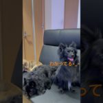 雨でお外に行けません💦#pomeranian #ポメラニアン#ペット#pets #shorts #犬のいる生活