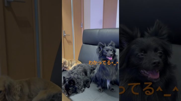 雨でお外に行けません💦#pomeranian #ポメラニアン#ペット#pets #shorts #犬のいる生活