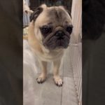 優しくて控えめなパグさん#pug #パグ #ペット