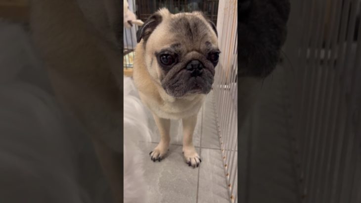 優しくて控えめなパグさん#pug #パグ #ペット