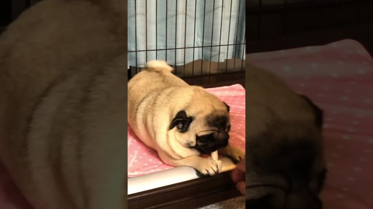 大興奮中の可愛いパグさん♡#pug #パグ #ペット #いぬのいる生活