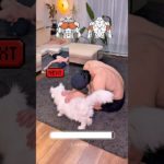 push-up variation🔥#shorts #ジムハック#筋トレ #ダイエット #健康 #gymhack #猫 #cat