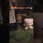 今日のイーブイ🐰#うさぎ #ネザーランドドワーフ #rabbit #bunny #癒し #ペット #動物