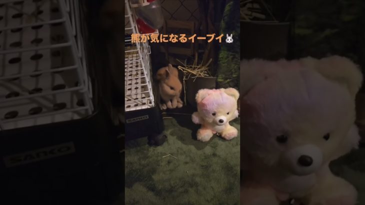 今日のイーブイ🐰#うさぎ #ネザーランドドワーフ #rabbit #bunny #癒し #ペット #動物