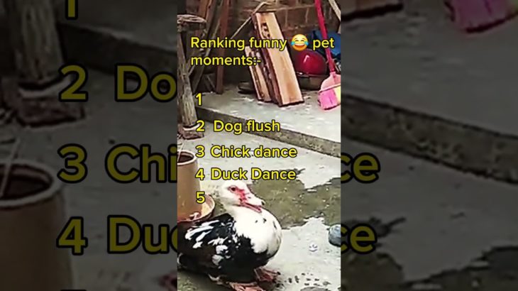 ranking funny pet moments😂🤣