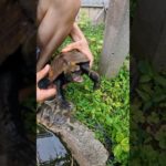 ペットの亀に美味しいエビをあげてみた！ #shorts #ペット #亀