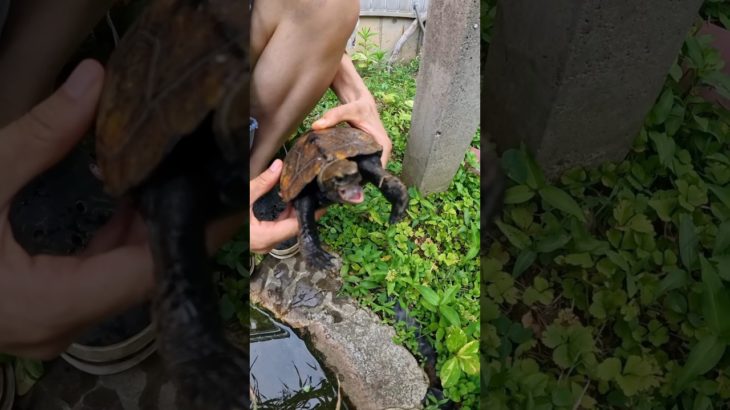 ペットの亀に美味しいエビをあげてみた！ #shorts #ペット #亀