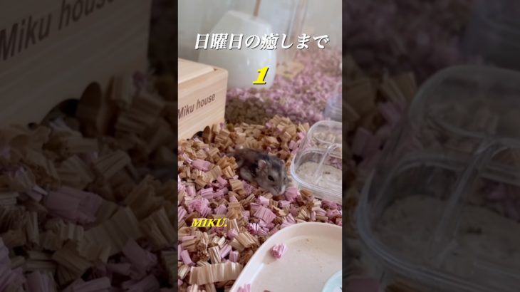 癒しの瞬間まで#ハムスター#ジャンガリアン#ペット#shorts #ハムスターのいる生活#ハムスターのいる暮らし#ハムスターの日常#ハムスター好きな人と繋がりたい#ハムスター大好き#ハムスター可愛い