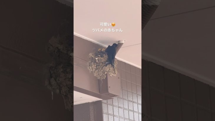 可愛いツバメの赤ちゃんいたよ！ #shorts #ツバメの巣 #動物 #ペット