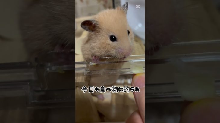 今日のトコちゃんノーカット#ハムスター #キンクマ #癒し#ペット#shorts