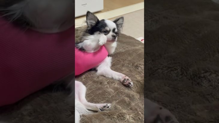 エリザベスウエアすいちゃん#チワワ #ペット #shorts