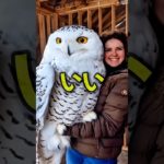 あなたが一生飼いたいペットはどれですか? #shorts