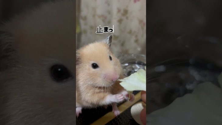 今日のトコちゃんレタス飽きた#ハムスター #キンクマ #癒し #ペット#shorts