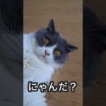 へそ天♪#shorts#ブリティッシュショートヘア#猫#へそ天#ペット