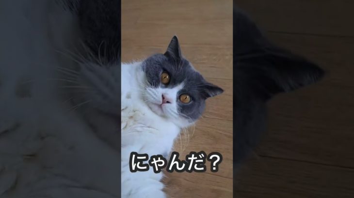 へそ天♪#shorts#ブリティッシュショートヘア#猫#へそ天#ペット