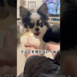 テレビを見せないーぬ#チワワ #ペット #shorts