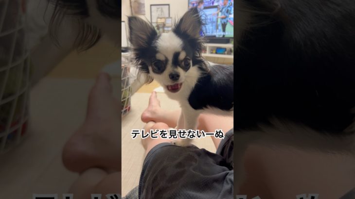 テレビを見せないーぬ#チワワ #ペット #shorts