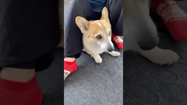 コーギーの日常 #shorts #corgi #かわいい #柴犬 #ペット  #癒し #コーギー