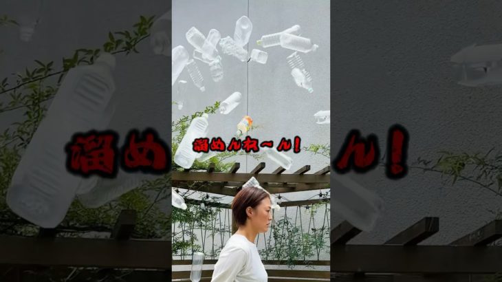 【ペットボトル農園】#shorts #diy#暮らしを整える#diy女子#diy初心者#ペットボトル農園 #浮かせるポット #リサイクル菜園 #家庭菜園DIY女#いちご子株増殖中