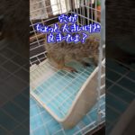 リフォーム！　#shorts #ミーアキャット #meerkat #ペット #小動物 #animals #可愛い #かわいい #癒し