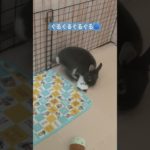 「ぐるぐるちゅら🌀」#うさぎ #うさぎのいる暮らし #ネザーランドドワーフ #動物 #ペット #shorts #rabbit #animals