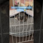 「インドア派うさぎ🐰」#うさぎ #うさぎのいる暮らし #ネザーランドドワーフ #動物 #ペット #shorts #rabbit #animals