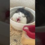 🍓🐹いちご大好き❤ #shorts #short #ロボロフスキーハムスター #ハムスター #ペット #かわいい #kawaii