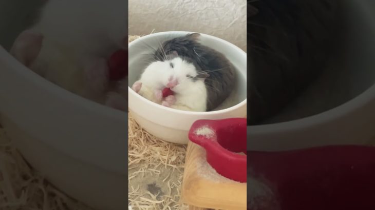 🍓🐹いちご大好き❤ #shorts #short #ロボロフスキーハムスター #ハムスター #ペット #かわいい #kawaii