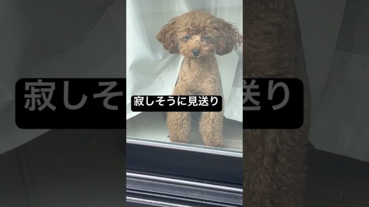 寂しそうに見送るトイプードル#shorts #toypoodle #チワワ #トイプードル #ペット #犬 #いぬのいる生活 #犬のいる暮らし #いぬすたぐらむ #トイプー