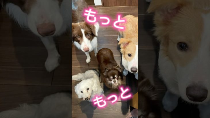 【超最強】#ショート#犬#かわいい#shorts#short#ペット