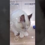 ラグドールちゃんのご家族が決まりました！#shotrs #ペットショップ #cat