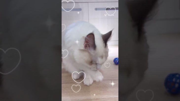 ラグドールちゃんのご家族が決まりました！#shotrs #ペットショップ #cat