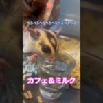 ぺろぺろぺろぺろ♡ #フクロモモンガ  #sugarglider  #ペット #ペット動画  #可愛い  #かわいい  #cute