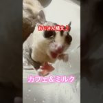 本日のチルはスイカ♡ #フクロモモンガ  #sugarglider  #ペット #ペット動画  #可愛い  #かわいい  #cute