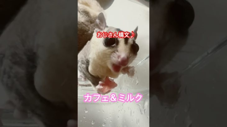 本日のチルはスイカ♡ #フクロモモンガ  #sugarglider  #ペット #ペット動画  #可愛い  #かわいい  #cute
