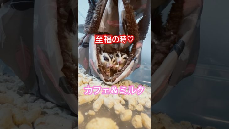 マシュマロういこうせん #フクロモモンガ  #sugarglider  #ペット #ペット動画  #可愛い  #かわいい  #cute