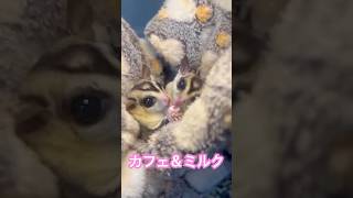 今日のおやつ♡ #フクロモモンガ  #sugarglider  #ペット #ペット動画  #可愛い  #かわいい  #cute