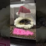 ハムチグラに初めて入った時！#ニシアフ#トカゲ #爬虫類 #ウーパールーパー #ペット #レオパ #tiktok #可愛い#pardgeckogec#africanfattailedgecko